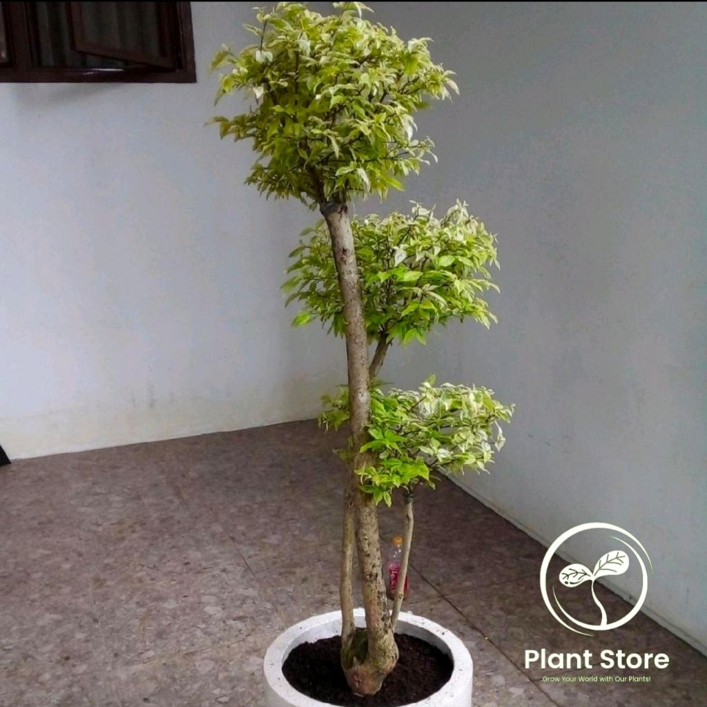 (BISA COD) PROMO Tanaman Hias bonsai anting putri 1 - 1,5 meter - bonsai anting putri - tanaman hias