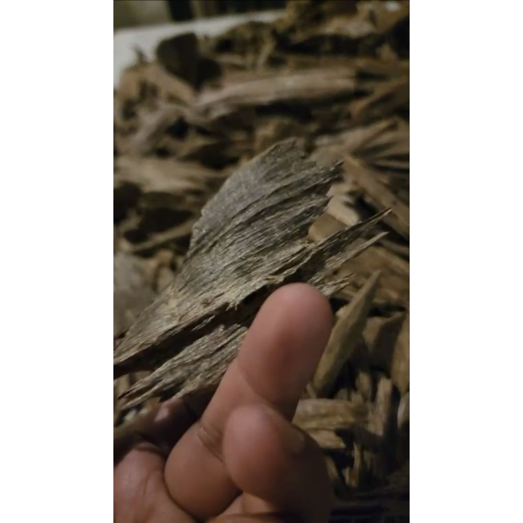 DUPA GAHARU ORIGINAL (grade A)