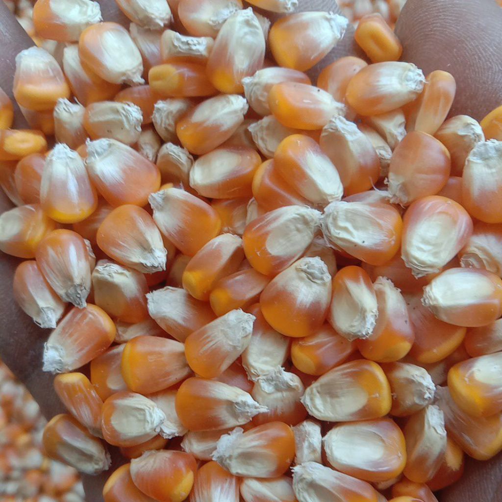 Jagung Besar Pipil Kering Jagung Hibrida 1kg