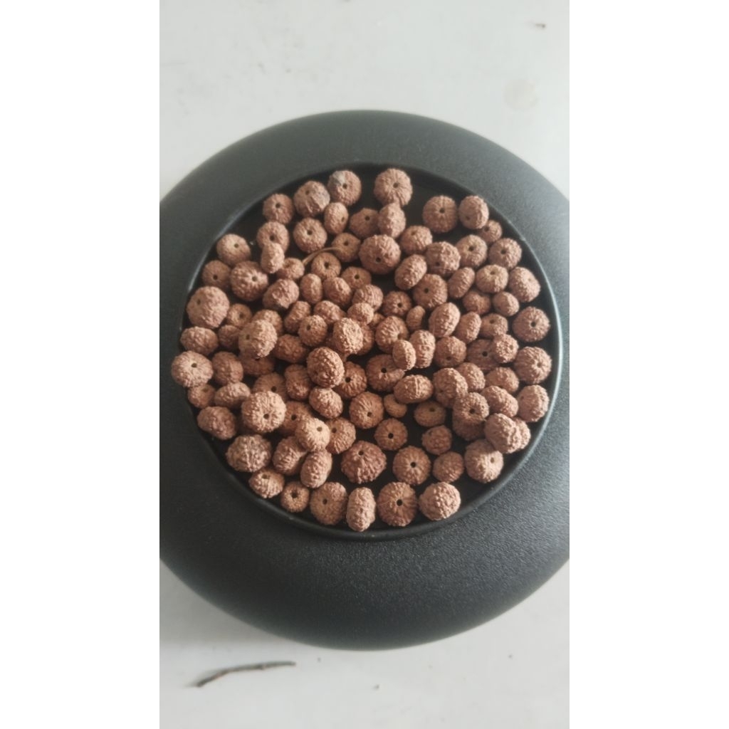 Rudrakhsa jenitri 10 mukhi kecil tekstur gepeng bagus