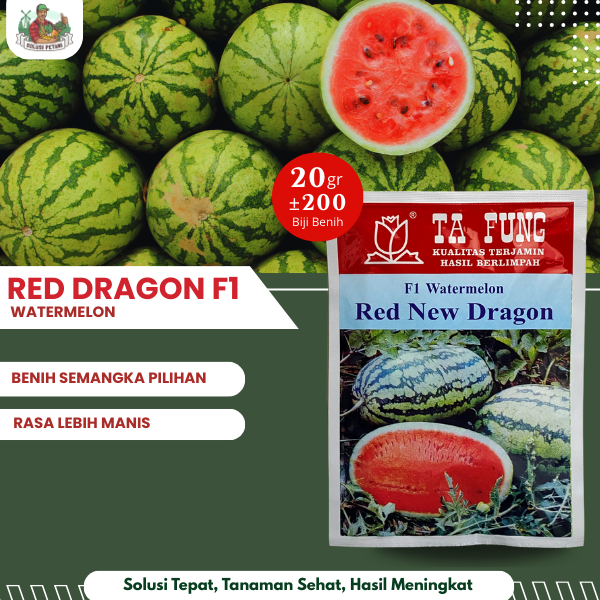 Benih Semangka Red New Dragon F1 20gr (100-200 Biji) Bibit Semangka Ta Fung Benih Semangka Tafung Wa