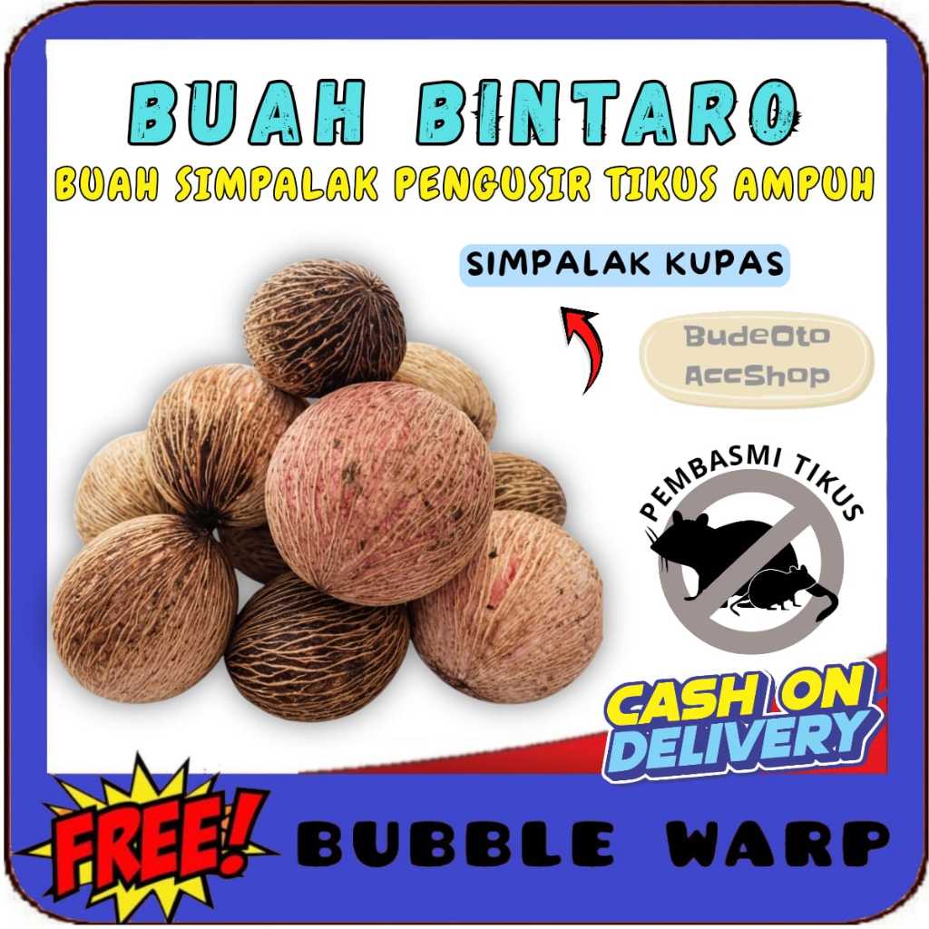 Pengusir Tikus Ampuh Buah simpalak Pengusir Tikus Sawah Buah Bintaro anti tikus di Rumah bukan racun