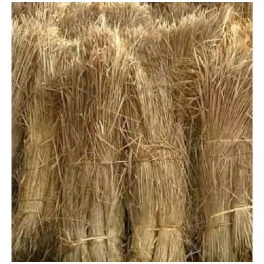 Jerami Padi Kering - dekorasi , Pakan ternak