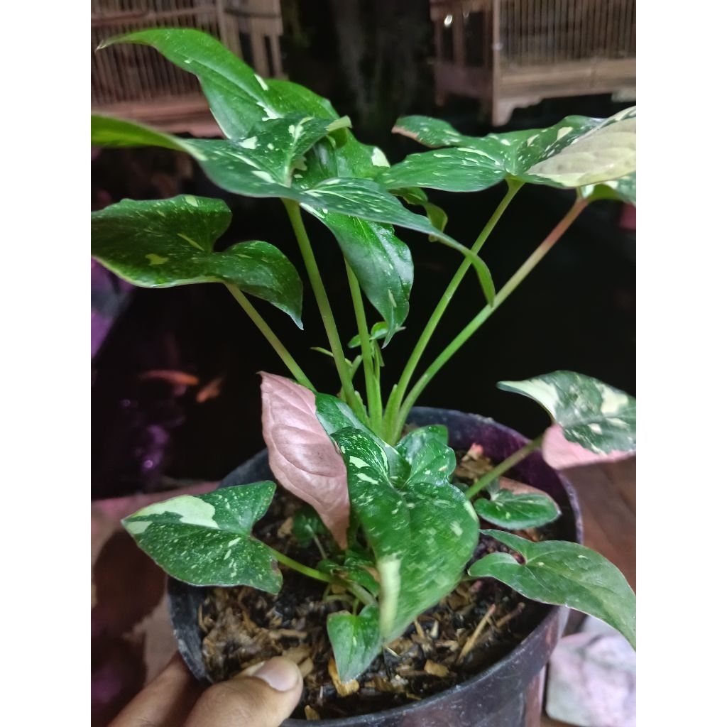 Syngonium Red Spot Tricolor