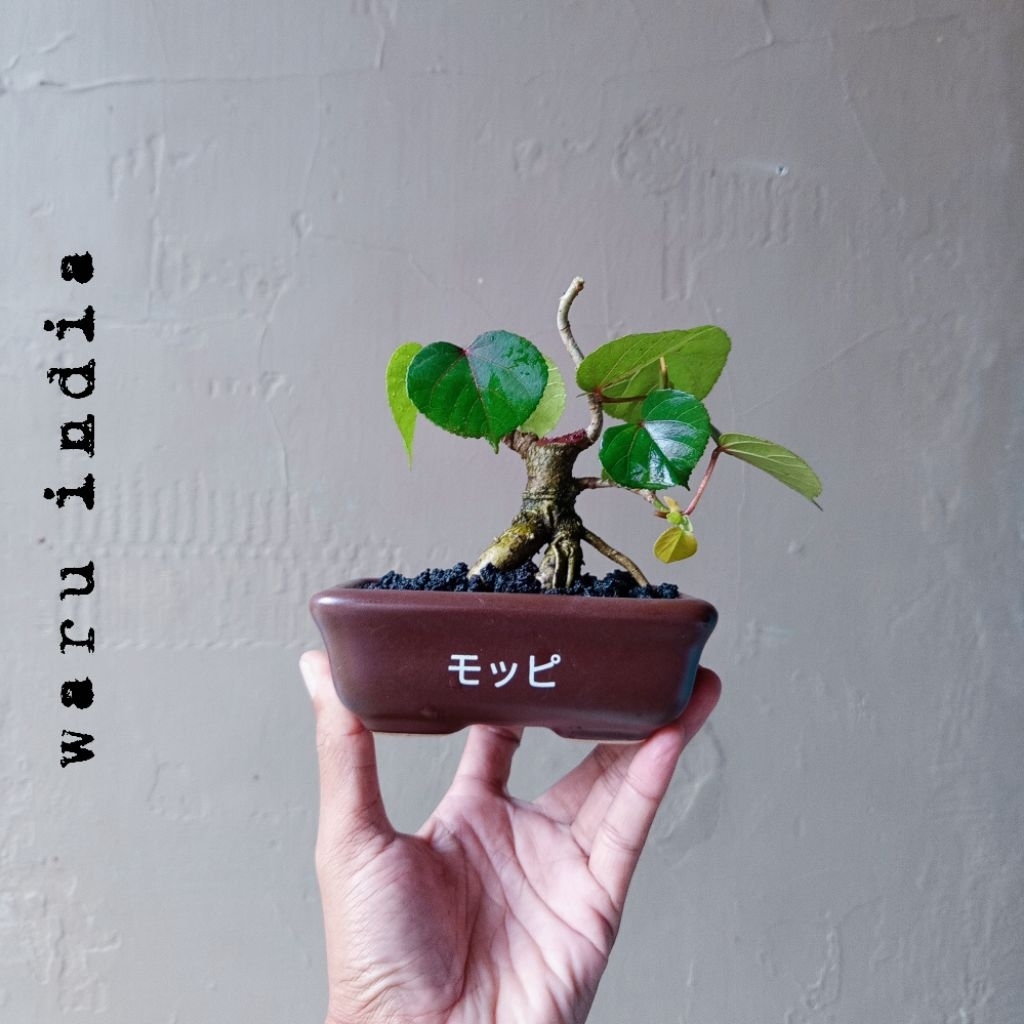 BONSAI WARU INDIA MINI DIKIRIM SESUAI FOTO