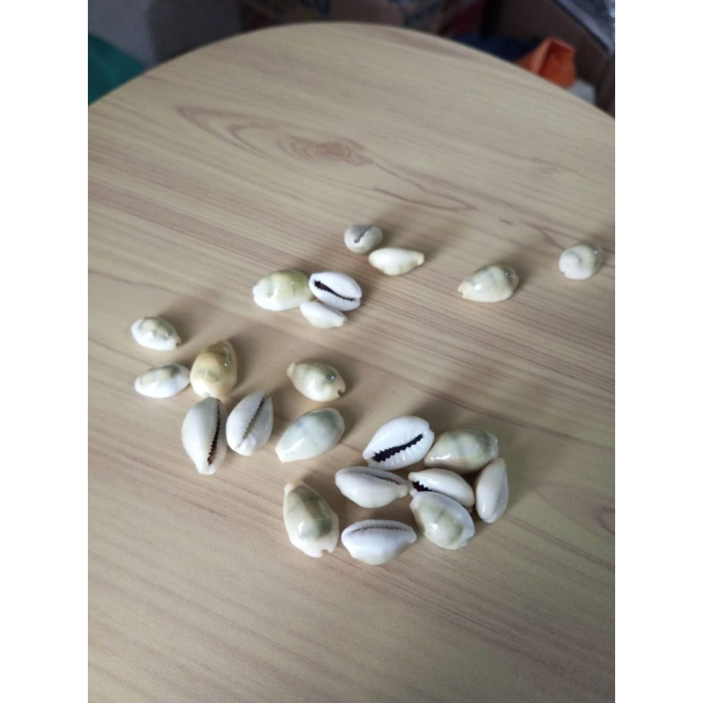 1 Pcs Kuwuk kuning-Jual kuwuk eceran