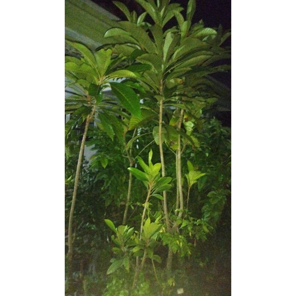 mamey sapote cangkok sendiri