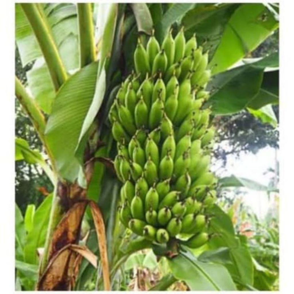 PROMO bibit anakan pohon pisang raja uli kultur jaringan