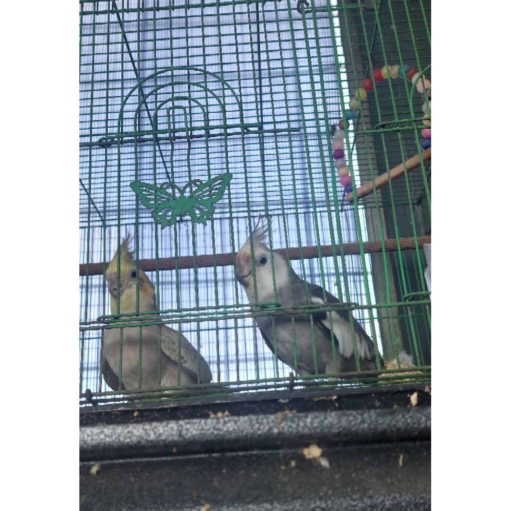 burung falk sepasang albino x pied dan whife face x pied
