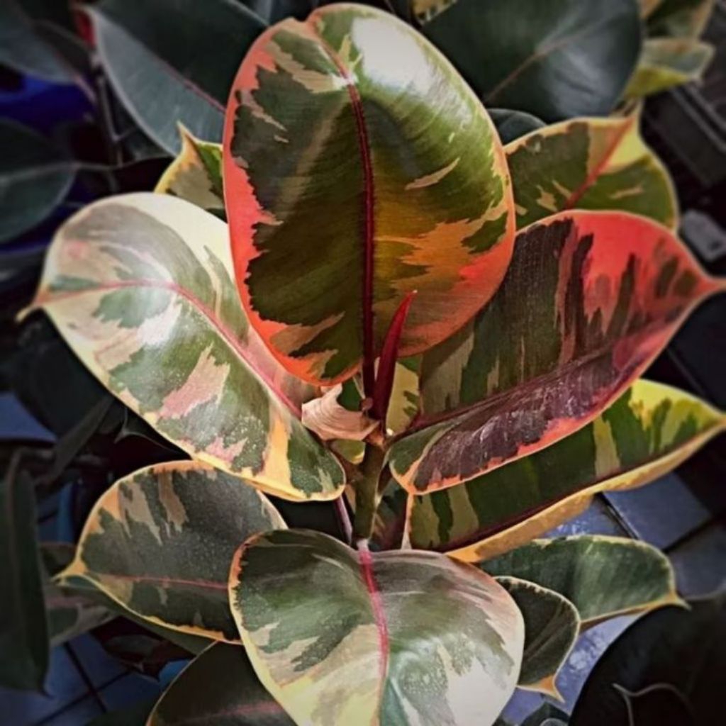 karet kebo Ruby variegata