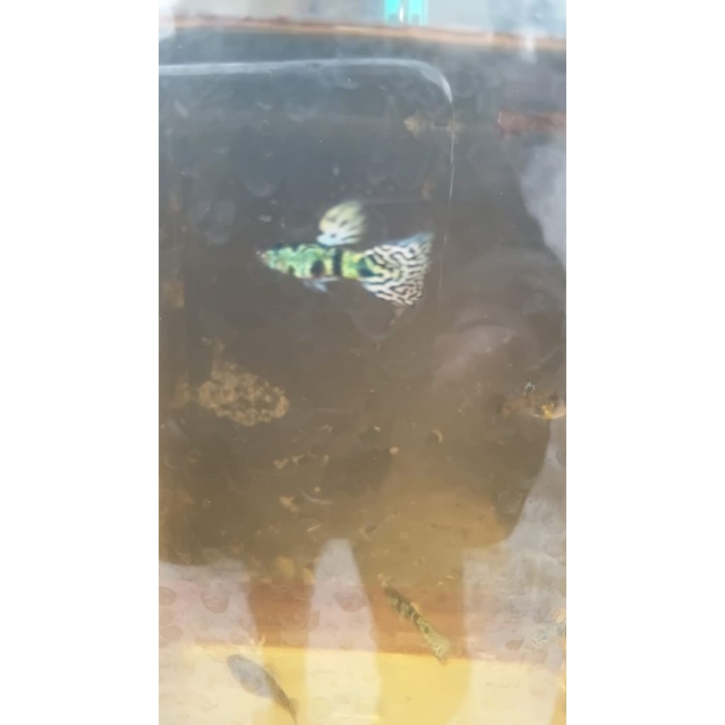 packing guppy yellow tiger king cobra (YTKC) 1 PASANG