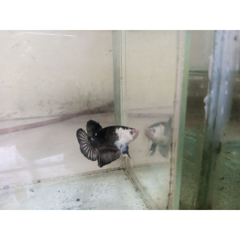 paket greaf A black mamba size M 3 ekor 2 male 1 female