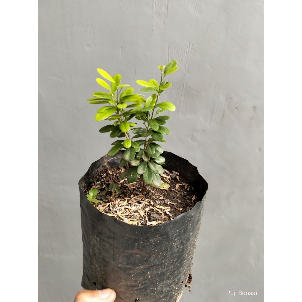 Saeng Simbur Vietnam Daun Bulat Tanpa Duri