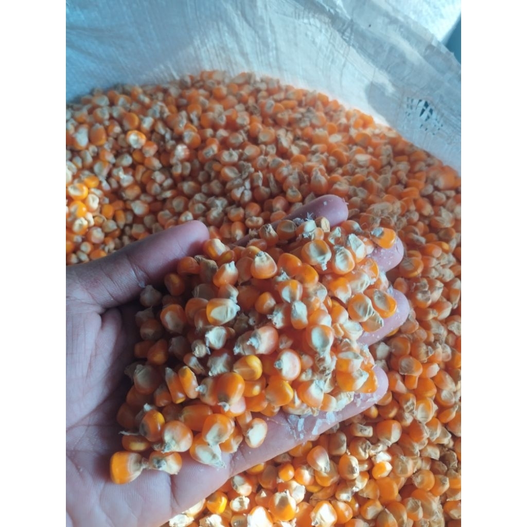 jagung pipil kering 1 kg