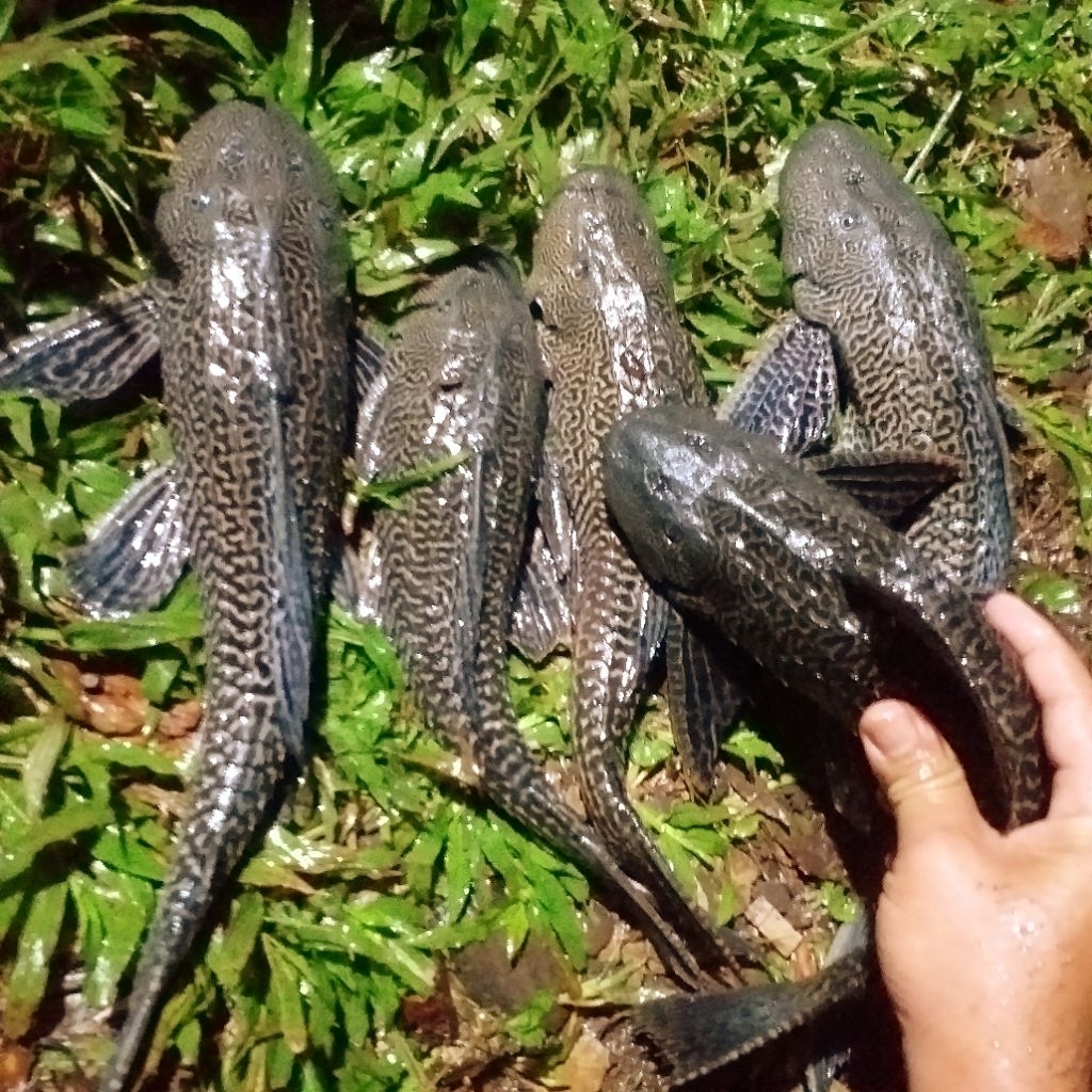 IKAN SAPU SAPU JUMBO BESAR - Spek Indukan Super - Pembersih Lumut Kolam & Aquarium - Ikan Penjaga Ke