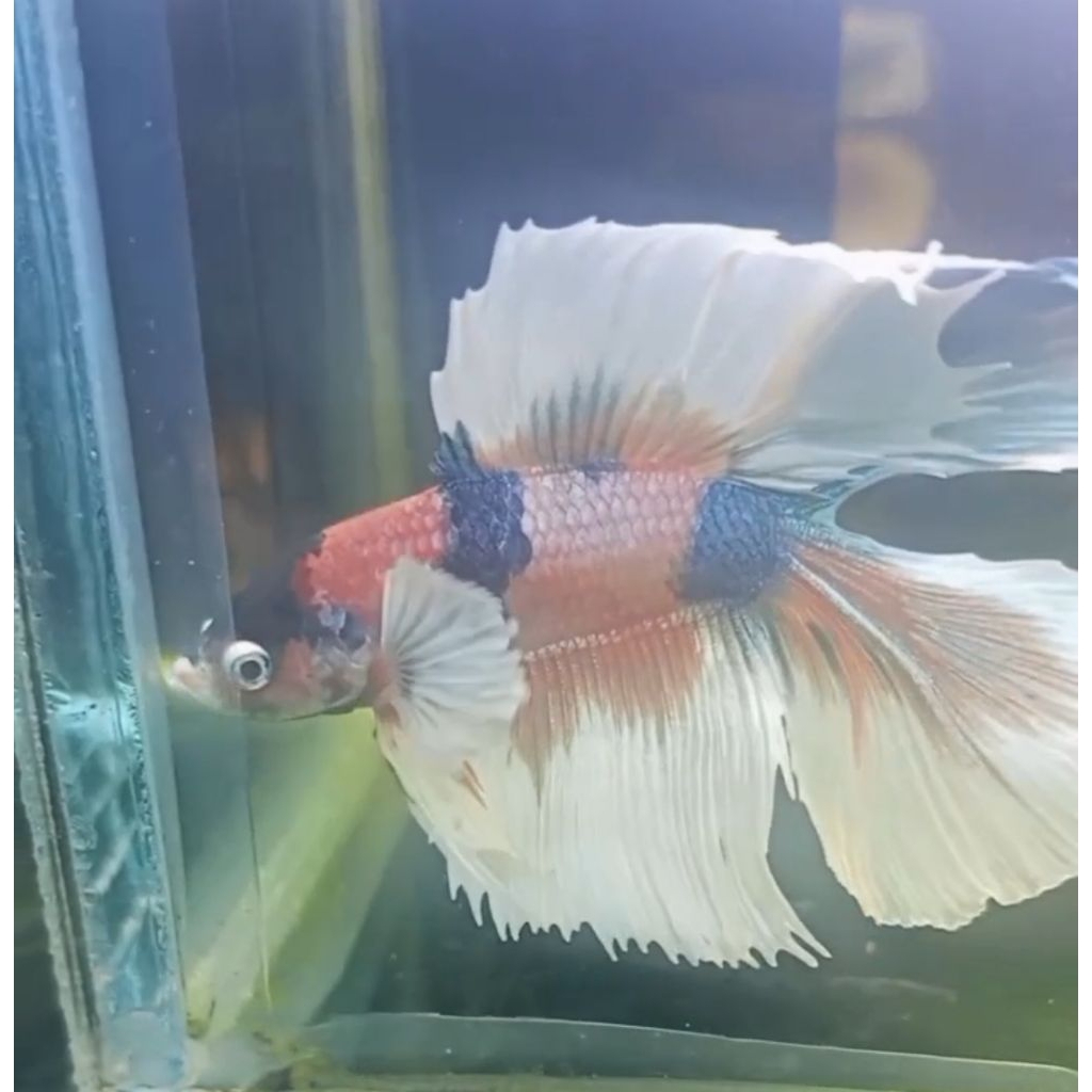 Halfmoon Dumbo ear multy double tail + bonus satu ekor