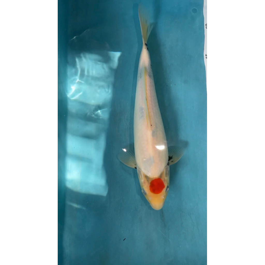 ikan koi tancho showa