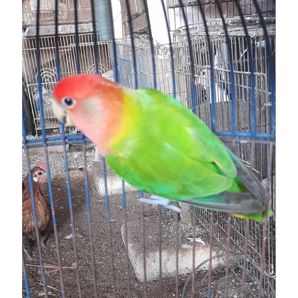 BURUNG LOVEBIRD NK GREEN BETINA SATUAN