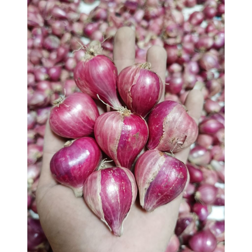 Bawang merah Besar murah 1 kg berkualitas|bawang merah