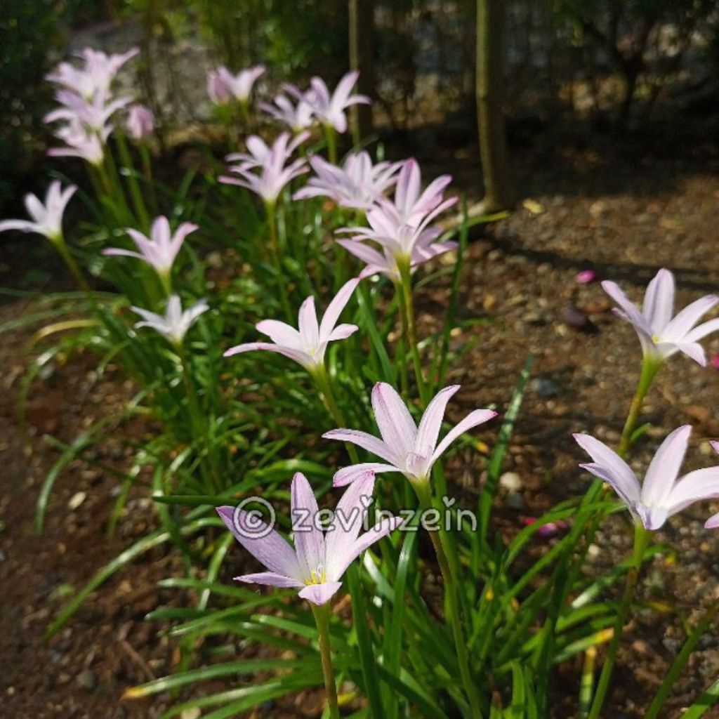 Paket 10 Umbi Lili Hujan First Love