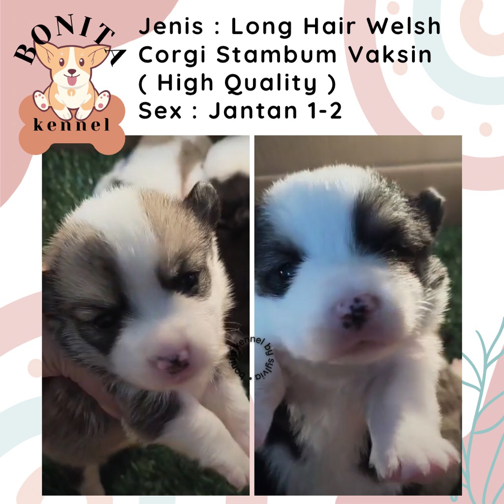 Long Hair Welsh Corgi Stambum Sable Three Color Anak Anjing Corgi Jantan Betina