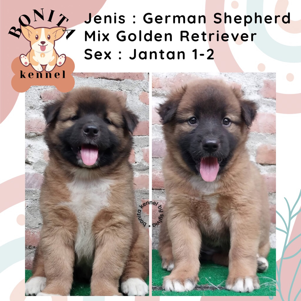 German Sherperd Mix Golden Retriever Anak Anjing Herder Golden Jantan Betina