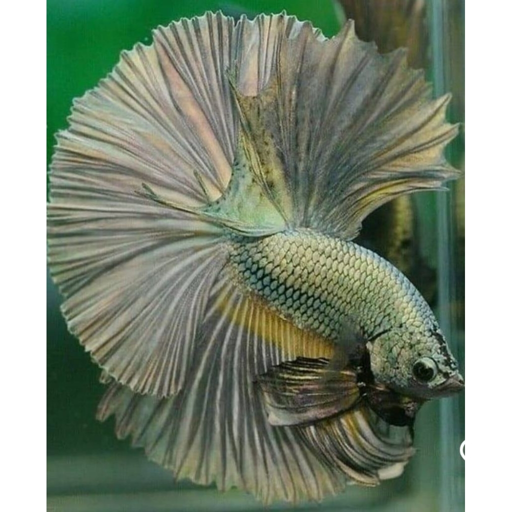 Cooper Halfmoon Dewasa Elegan