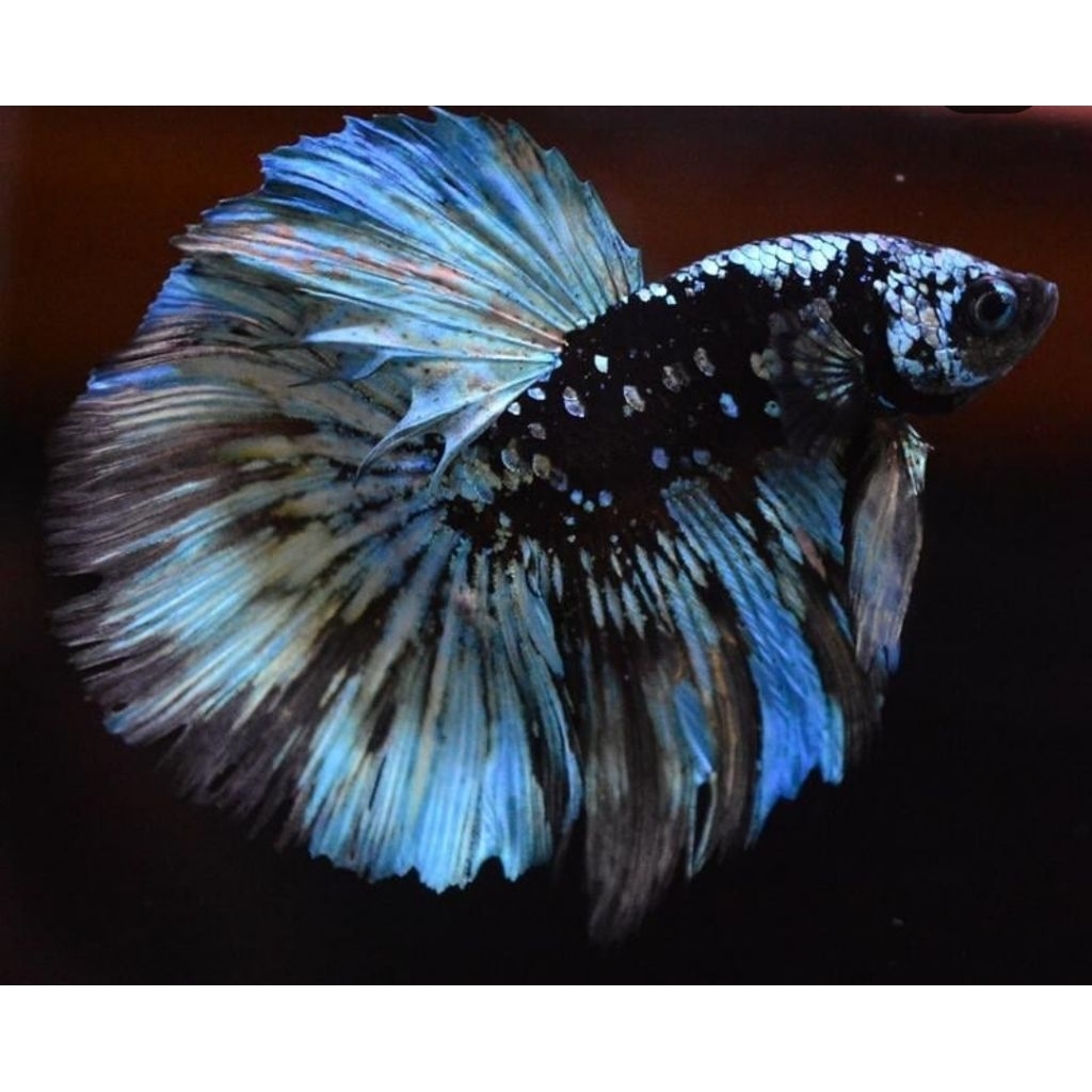 Halfmoon AVatar Blackstar