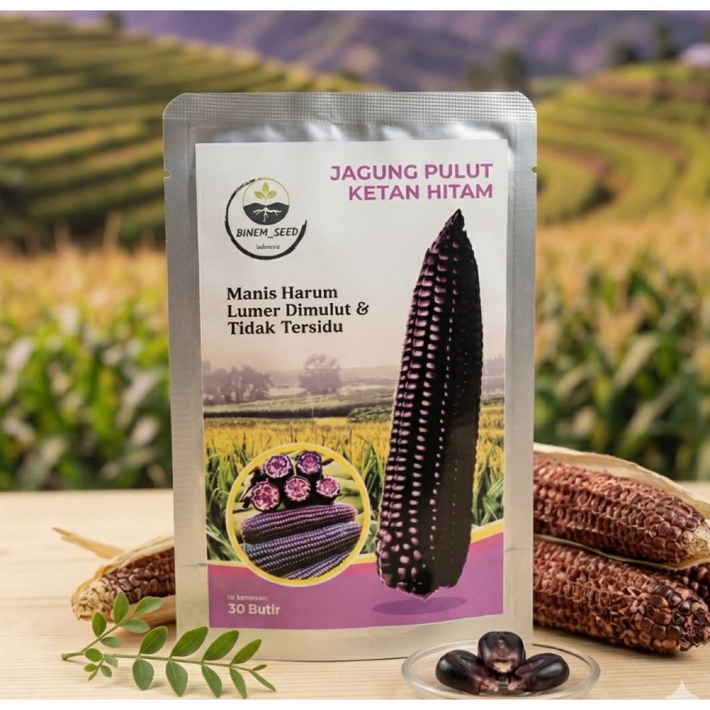 benih jagung pulut ketan hitam super