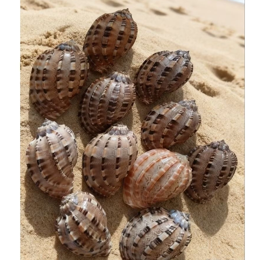 Cangkang kerang harpa/ Rumah kelomang harpa
