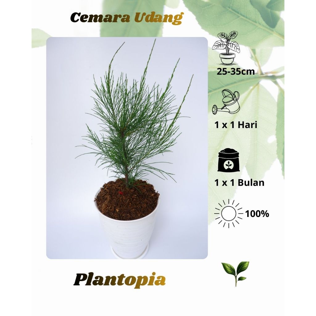 Tanaman Hias Cemara Udang Bahan Baku Bonsai, Rimbun, Tahan Sinar Matahari, Tanaman Dekorasi