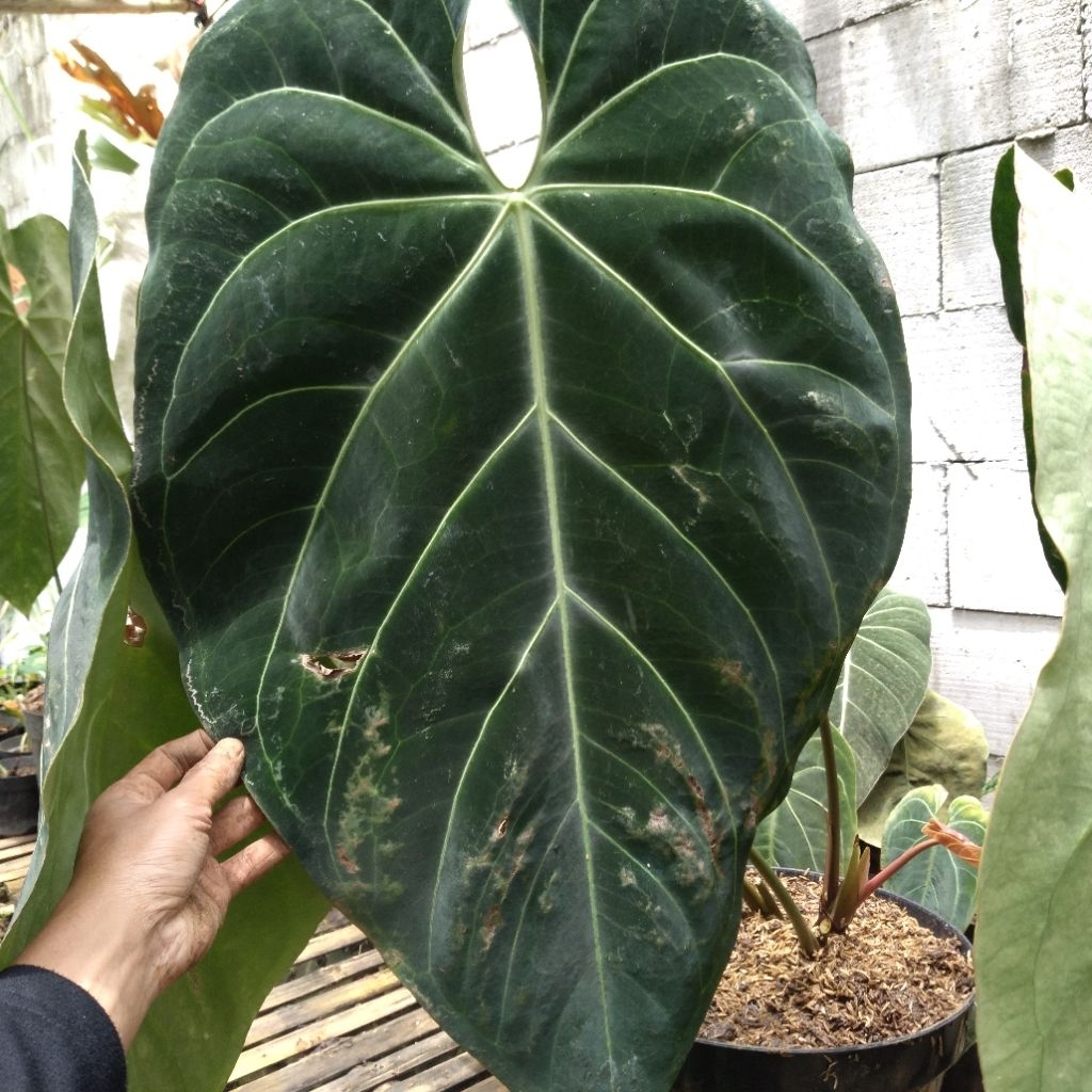 anthurium marmoratum x regale