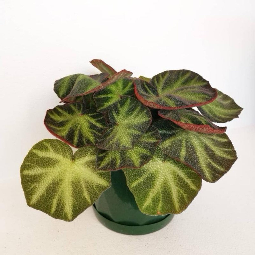 Begonia solimutata | Tanaman begonia solimutata | Begonia karpet | Begonia plant