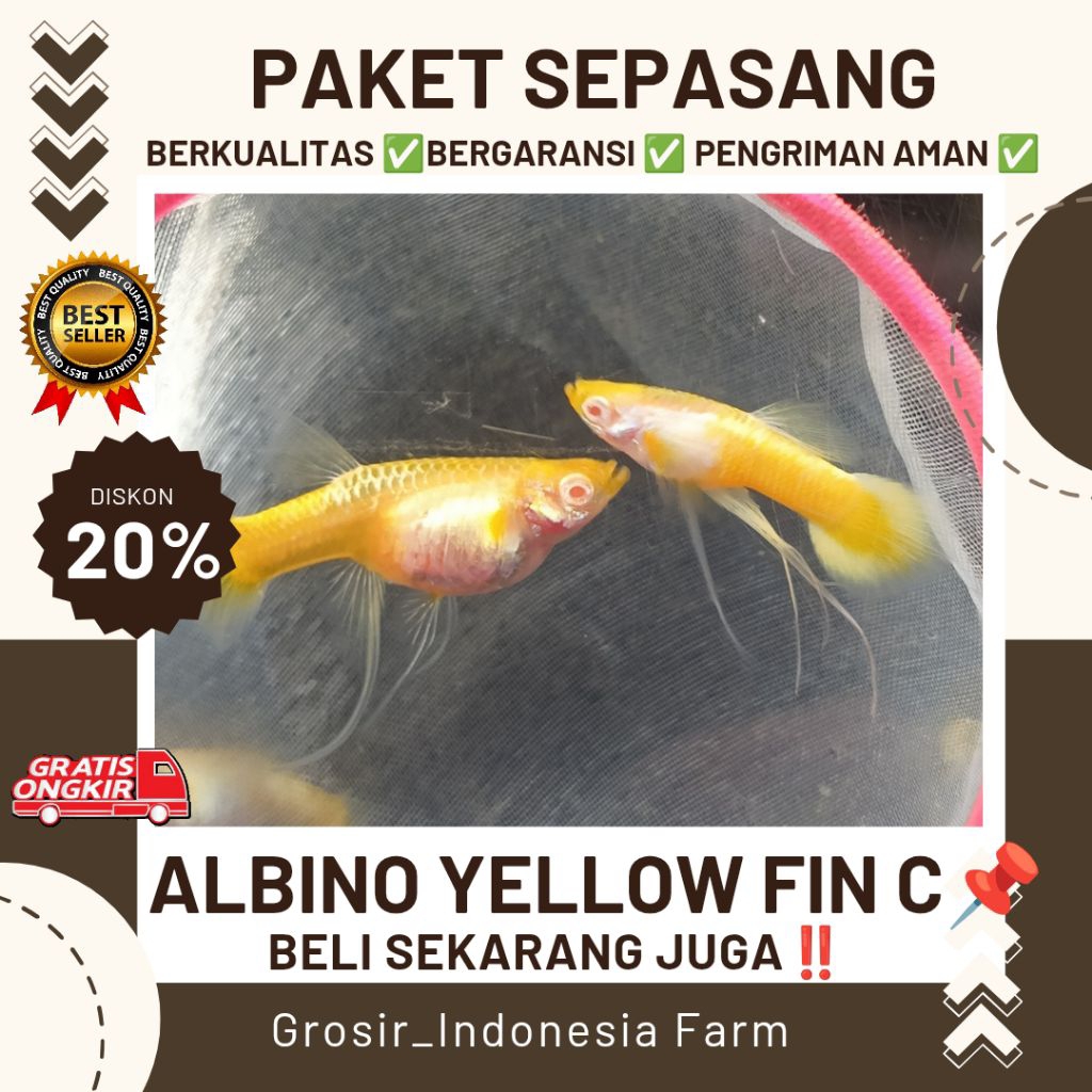 Hiasan Aquarium Guppy Albino Yellow Long Ear Ribbon Fin C