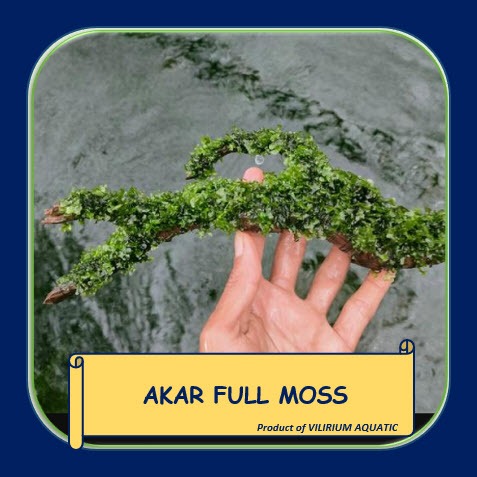 DEKORASI AQUASCAPE - AKAR FULL MOSS / KAYU FULL MOSS / RASAMALA FULL MOSS (TEMPAT MAIN UDANG / TEMPA