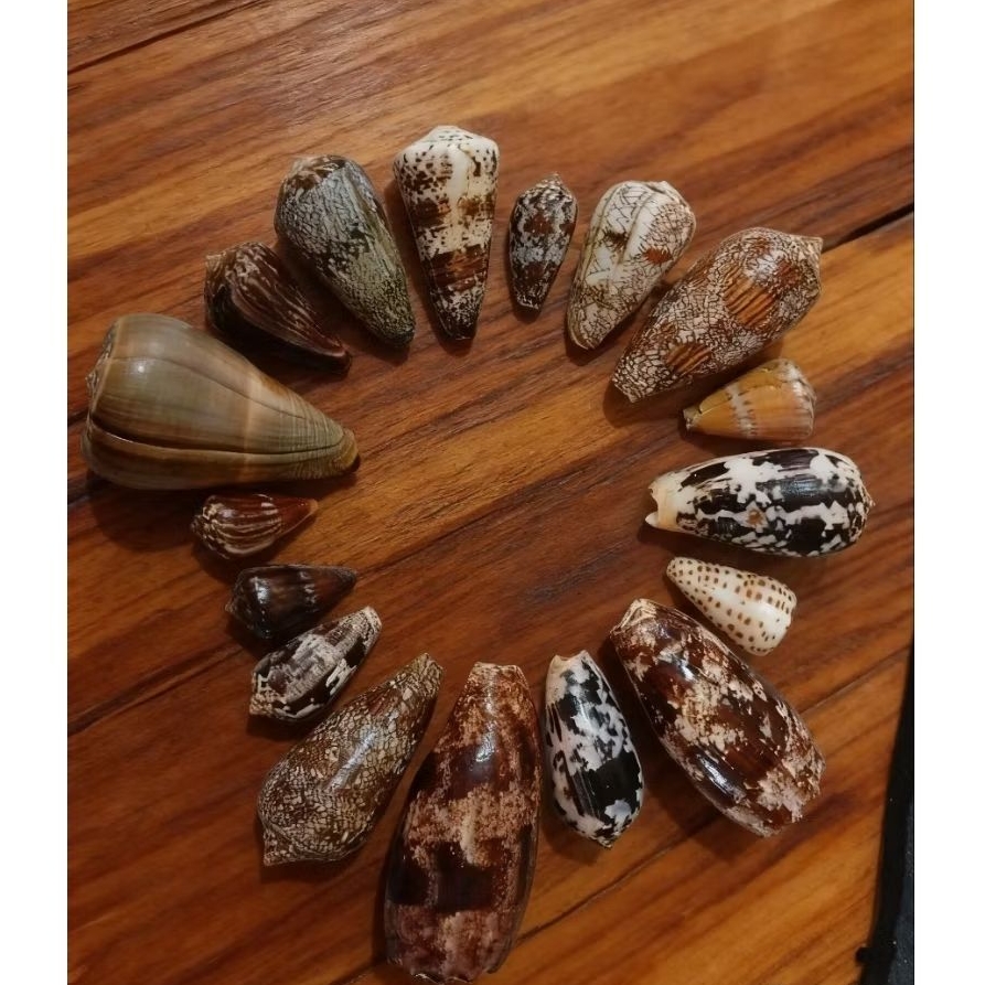 Cangkang kerang conus unik