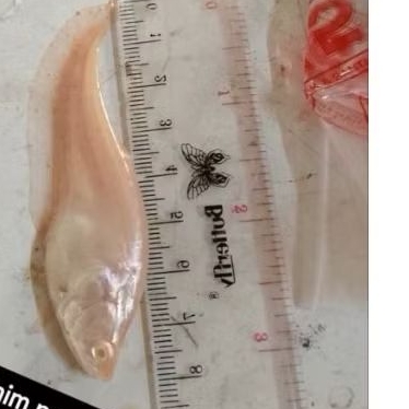 kebutuhan hiasan belida albino pure