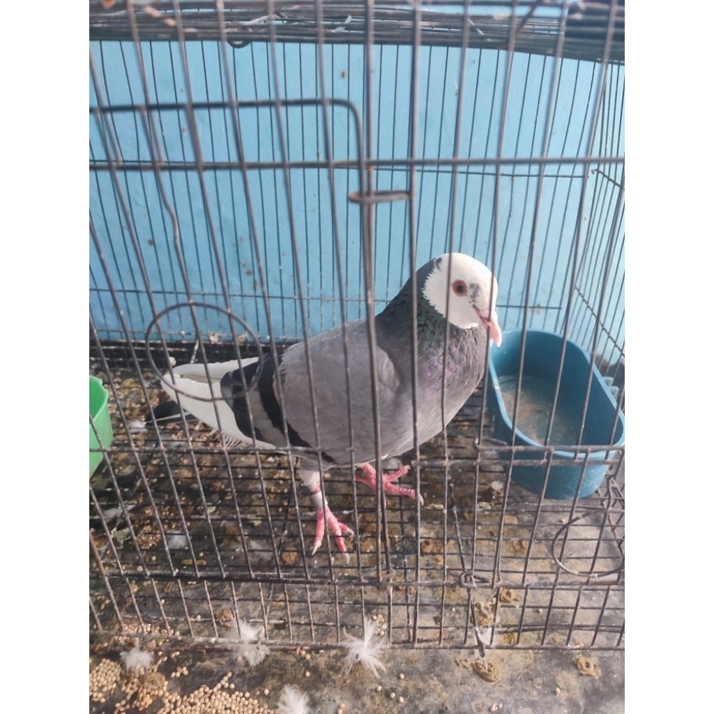 burung dara/ merpati blantong