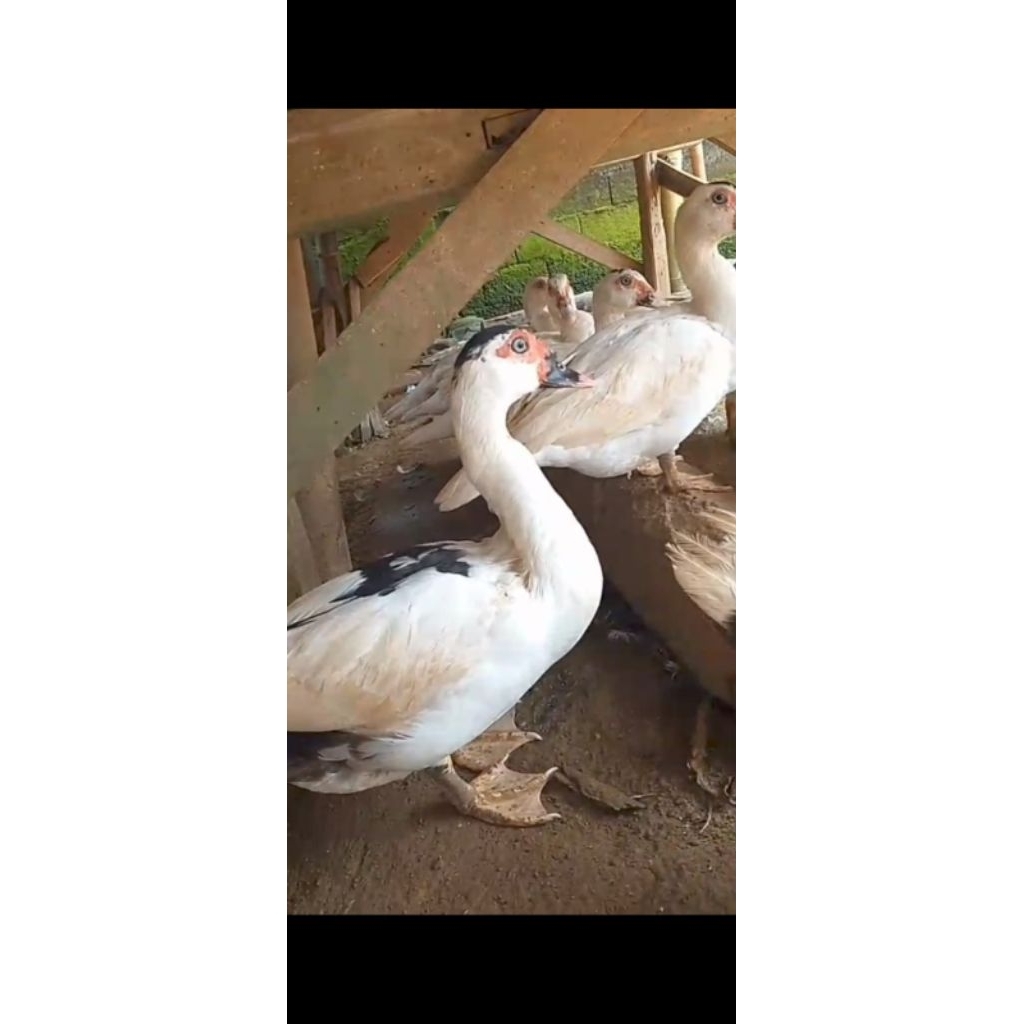 KIRIM INSTAN mentok jumbo fresh/ Entok besar JUMBO -+ 2 kg / daging entok jumbo/ Mentok hidup