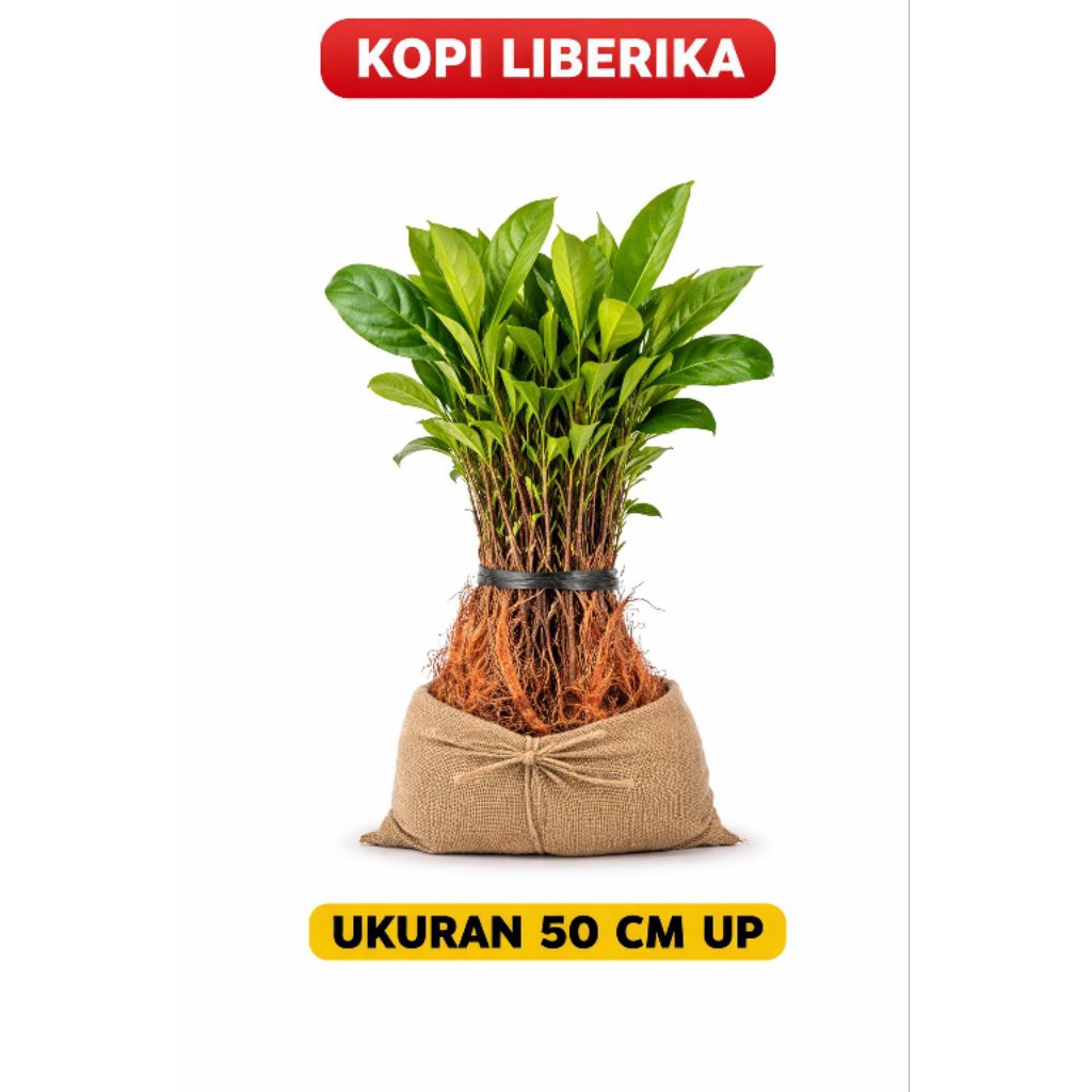 Bibit Kopi Liberika 6-8 Bulan
