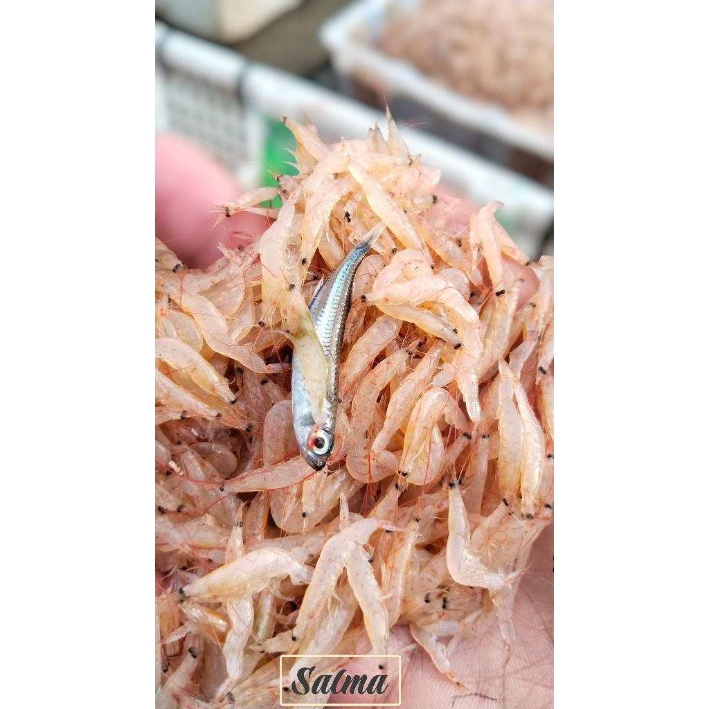 udang rebon segar udang laut super premium