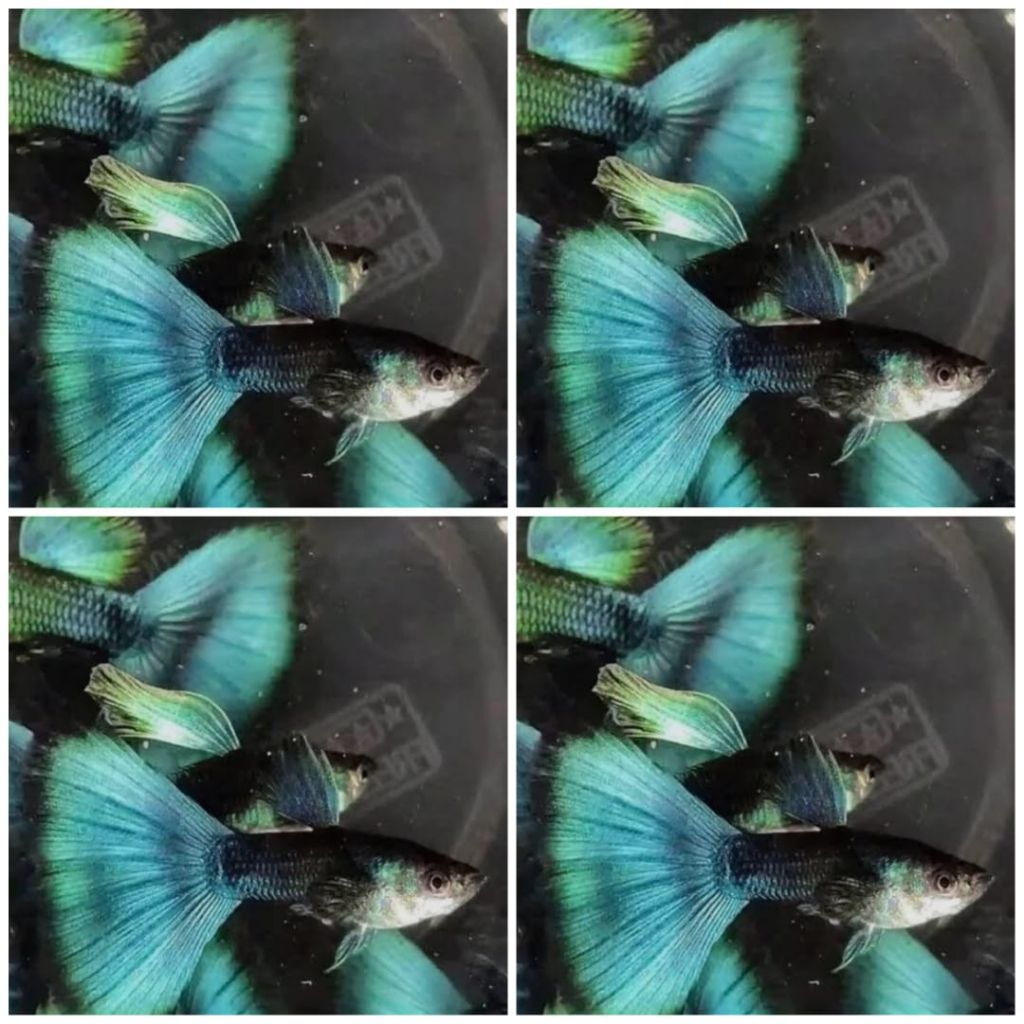 GUPPY GREEN MOSCOW INDUKAN