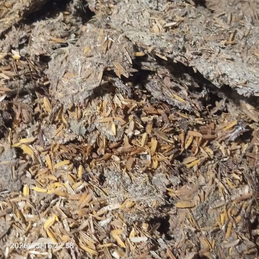 Pupuk Kompos Kandang Ayam Asli 10 KG. Penyubur Tanaman