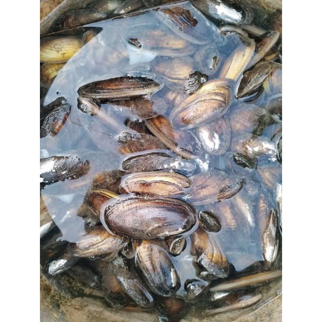 kerang kijing air tawar masih hidup 1kg