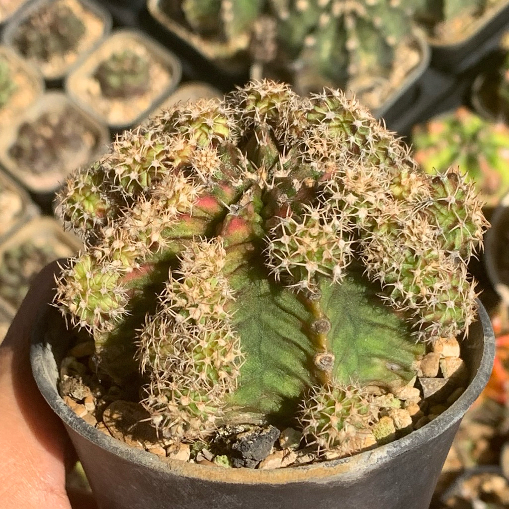 Gymnocalycium lb tseries Hybrid jumbo cluster gymno miha mihanovichi jumbo kaktus tanaman hias hidup