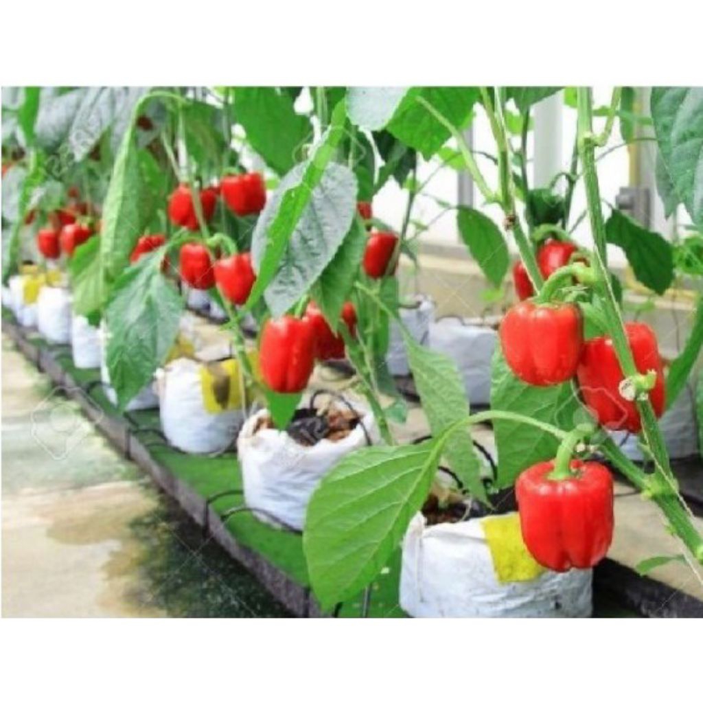 Benih Bibit Biji Paprika Merah F1 Super Besar ISI 5 BENIH