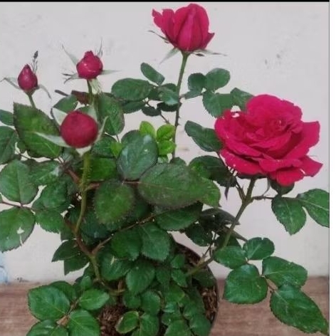 bibit Tanaman Mawar Holland Indukan Merah