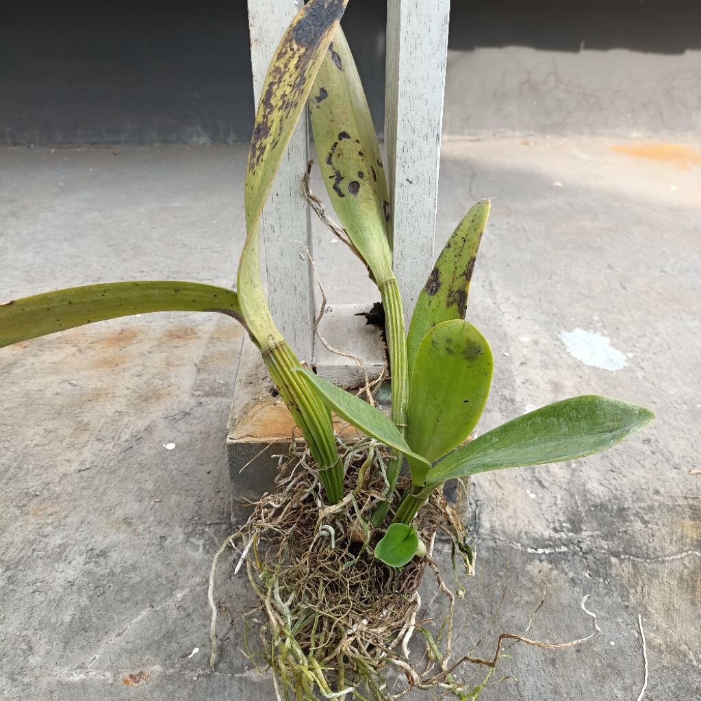 Tanaman anggrek cattleya Mantini dewasa bunga ungu besar wangi kode B