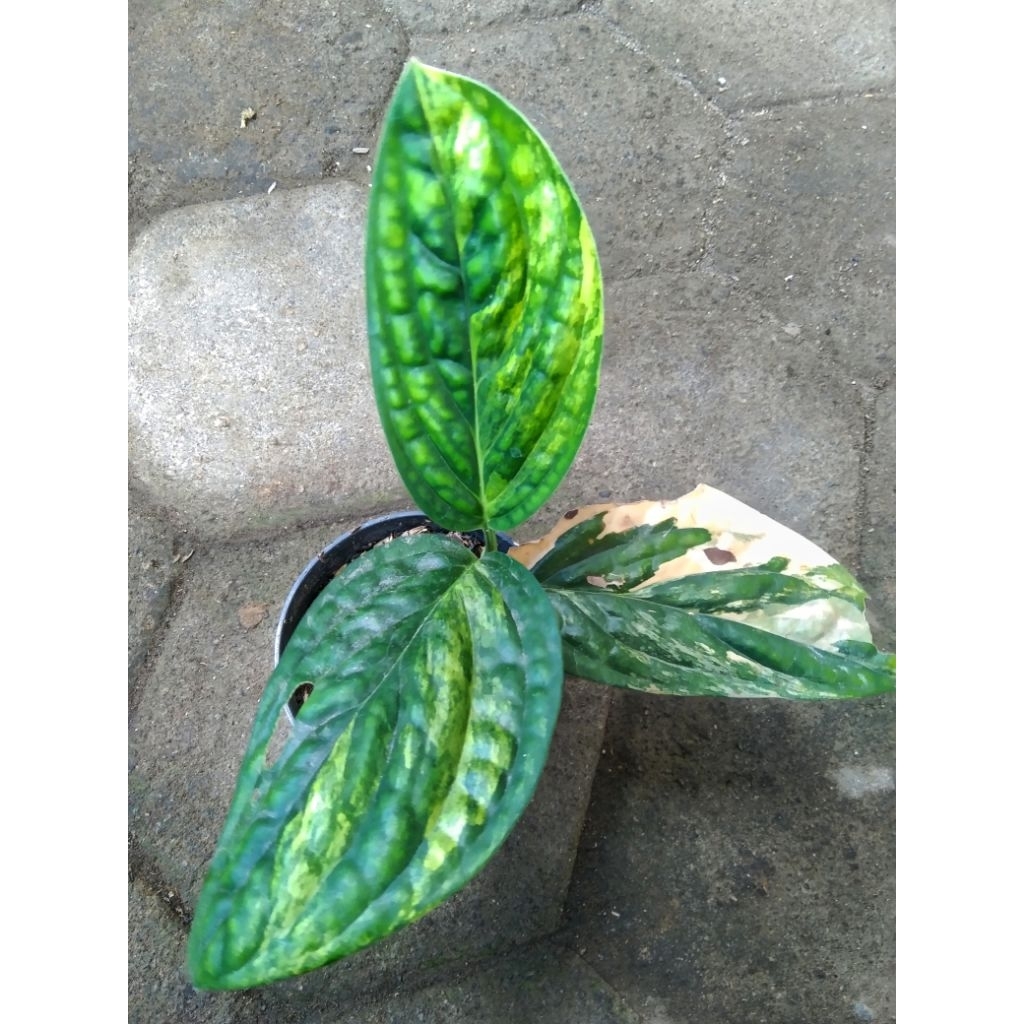 Sirih Badak Varigata