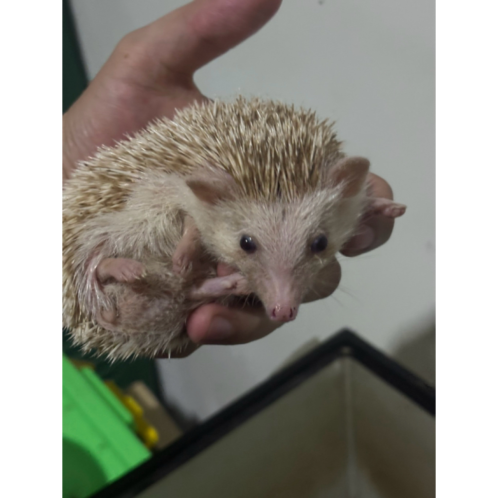 LANDAK MINI ALBINO/APRICOT BABY REAL PICTURE